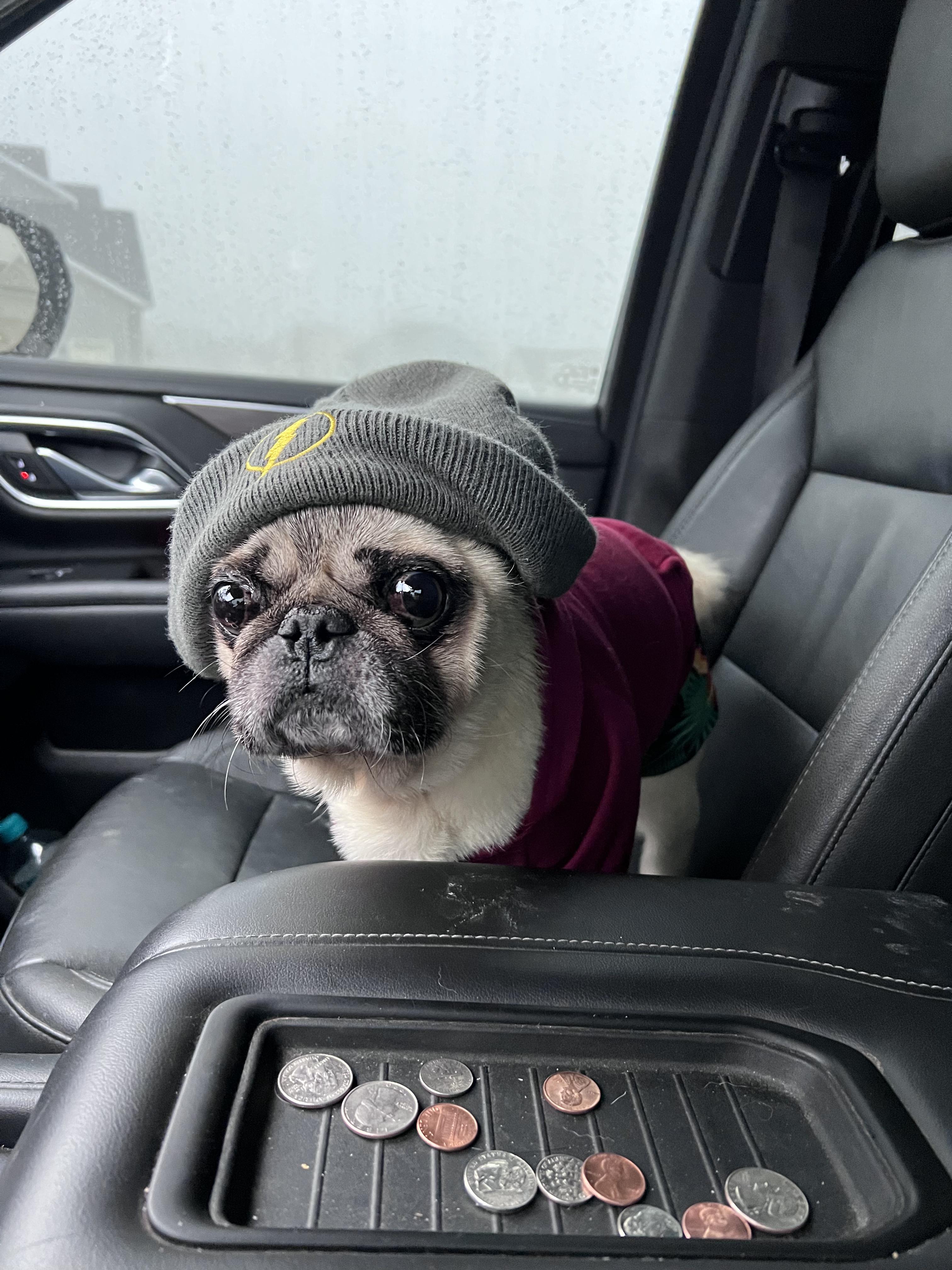 Pickles, Adopted, Adult Male Pug.