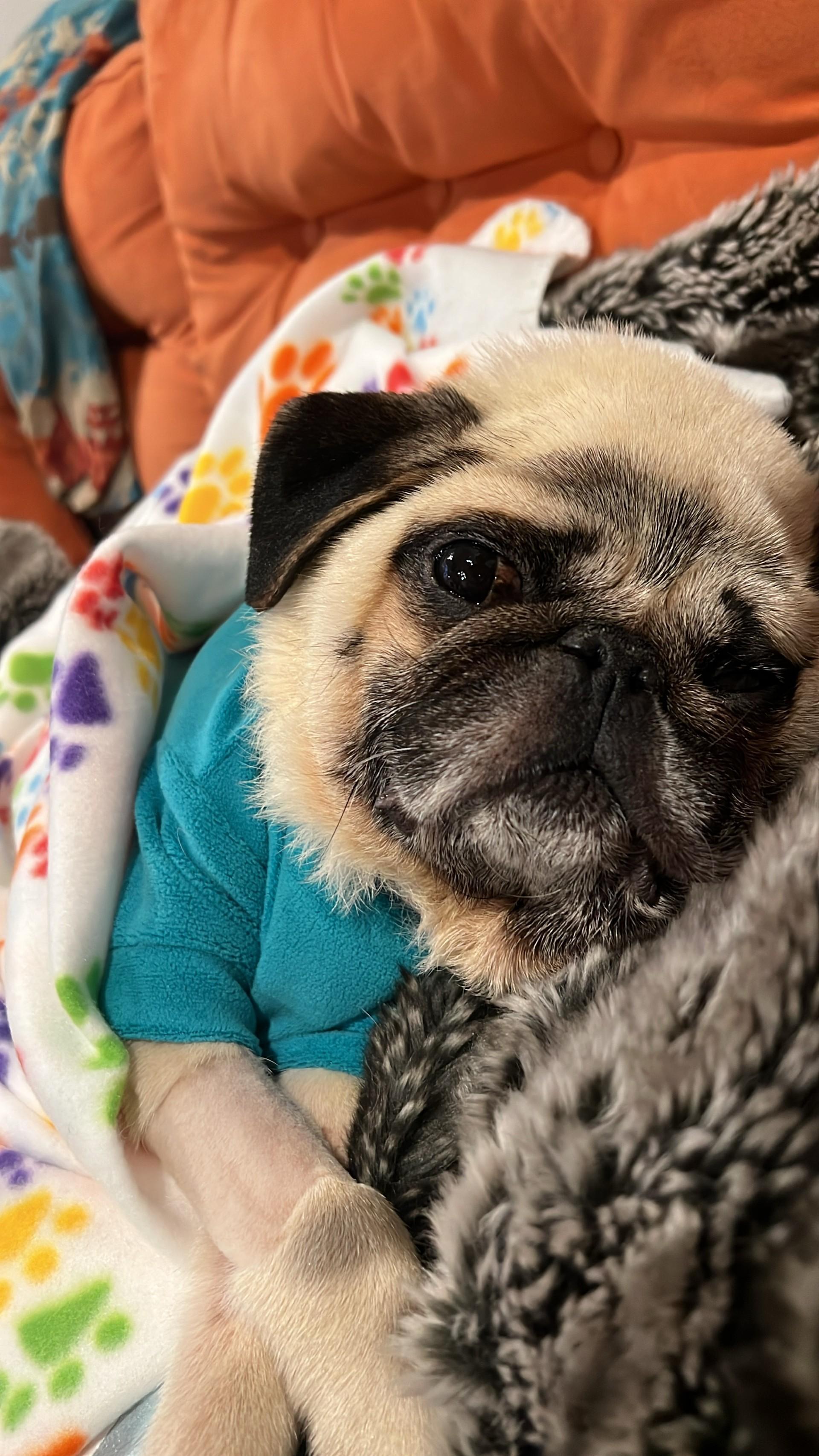 Enlarge Pickles, a Adopted Pug in Grand Rapids, MI image 2/4