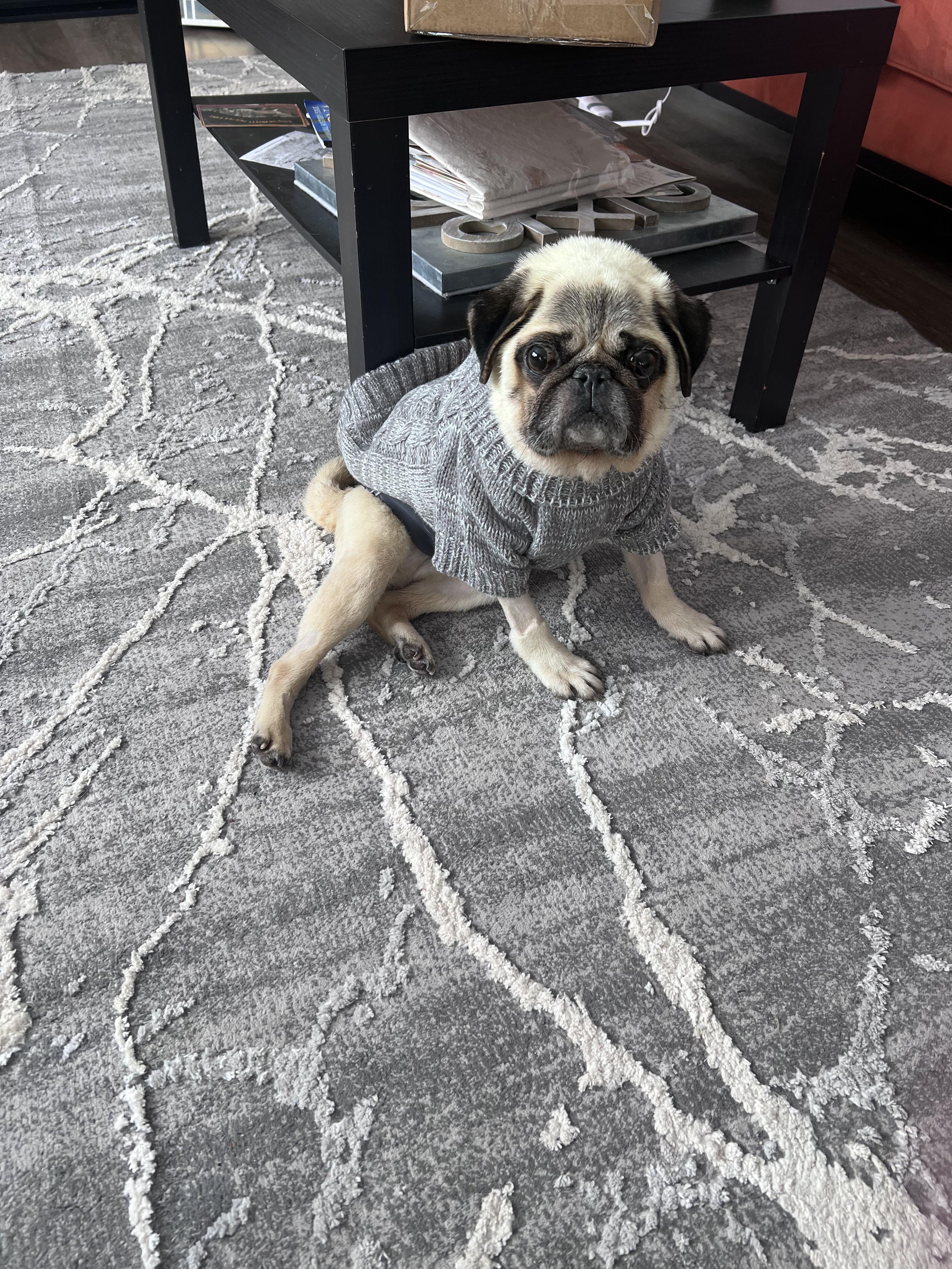 Enlarge Pickles, a Adopted Pug in Grand Rapids, MI image 3/4