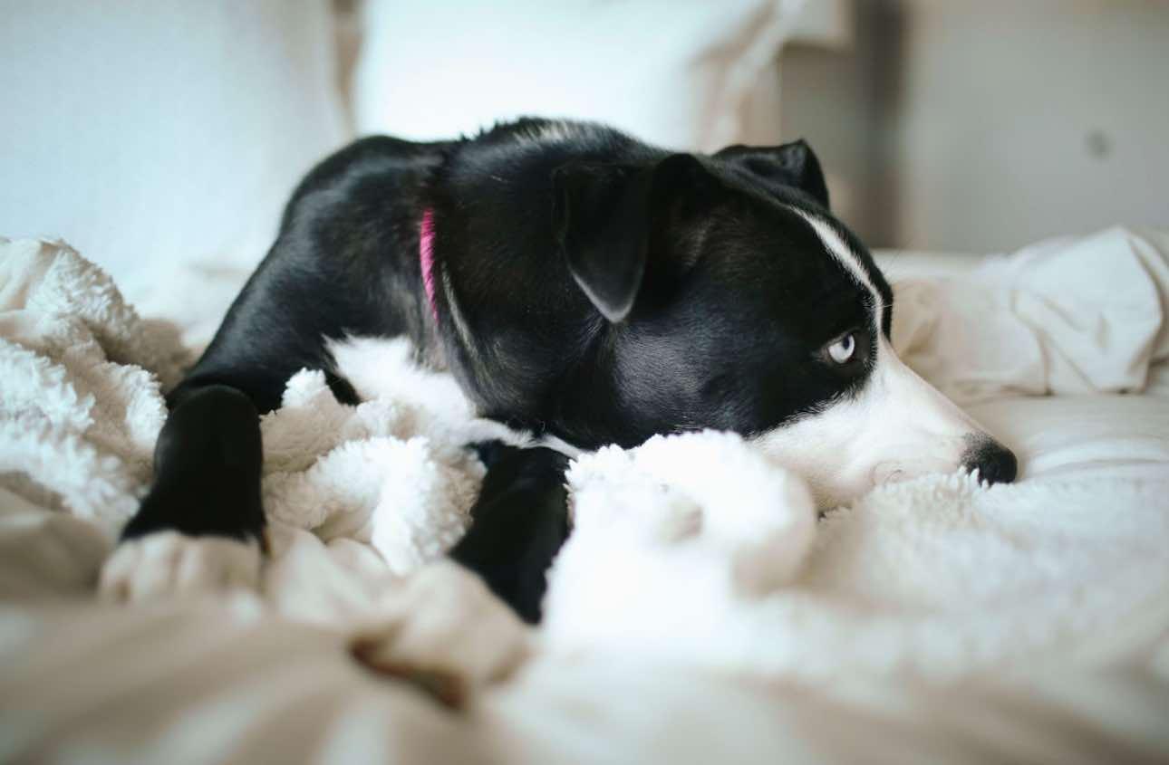 Blue, a Adoptable mixed breed in La Verne, CA image 1/3