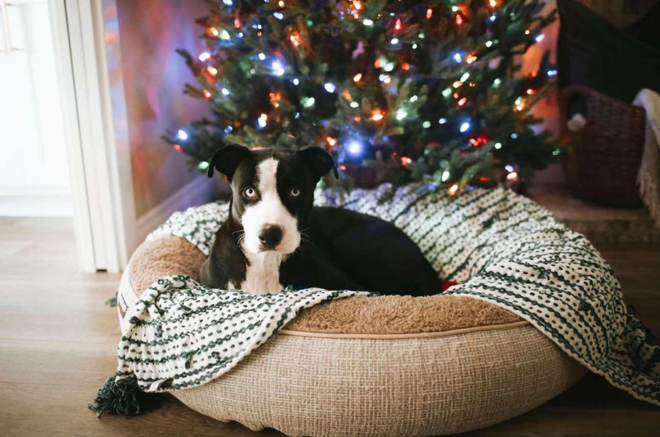 Blue, a Adoptable mixed breed in La Verne, CA image 2/3