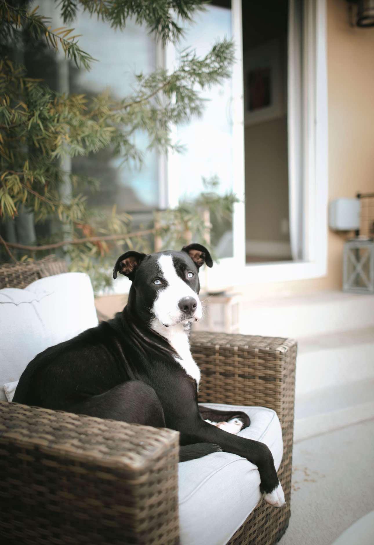 Blue, a Adoptable mixed breed in La Verne, CA image 3/3