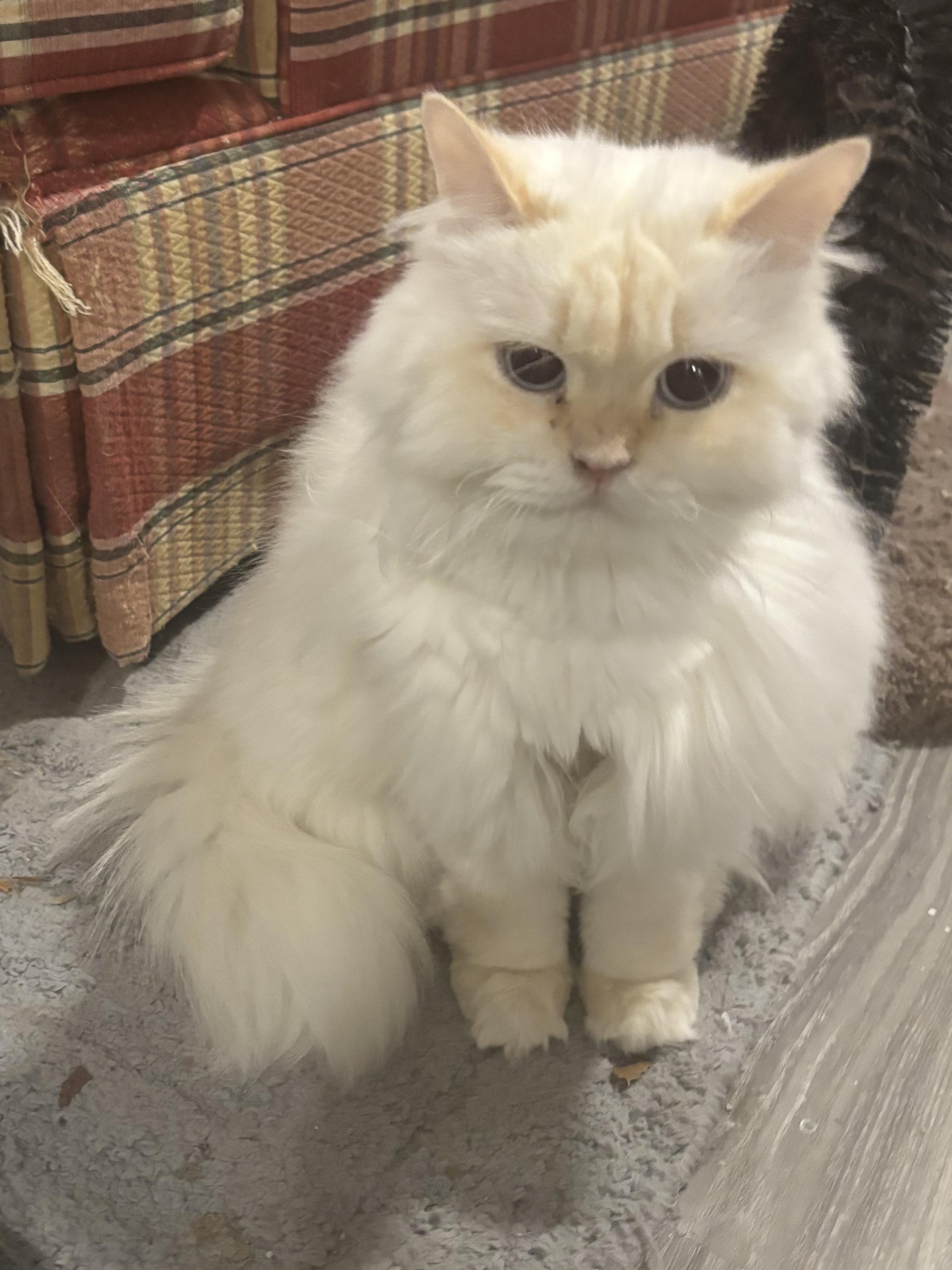 Kerry (Persian with blue eyes), a ADOPTABLE Persian in Fairfax, VA image 1/4