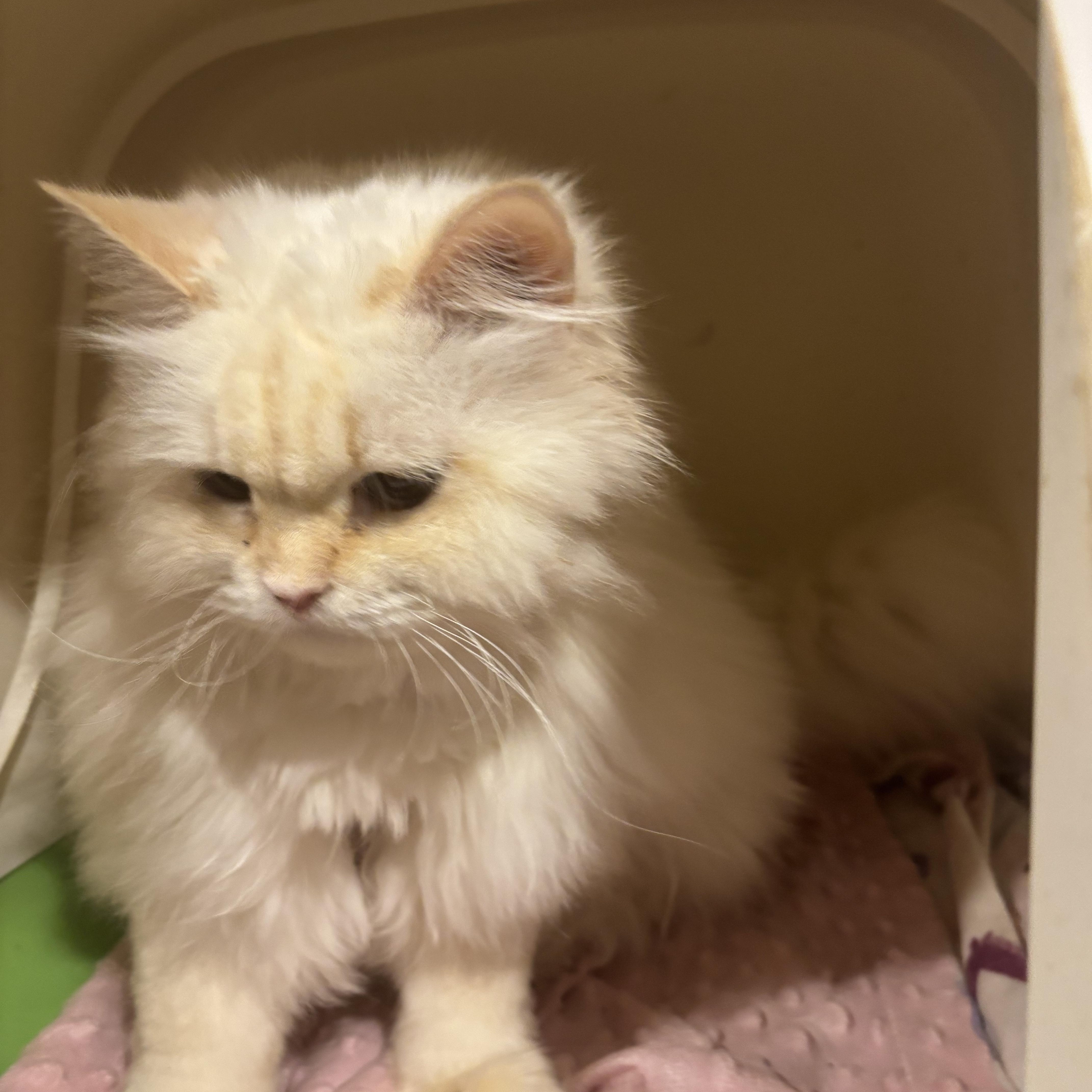 Kerry (Persian with blue eyes), a ADOPTABLE Persian in Fairfax, VA image 2/4