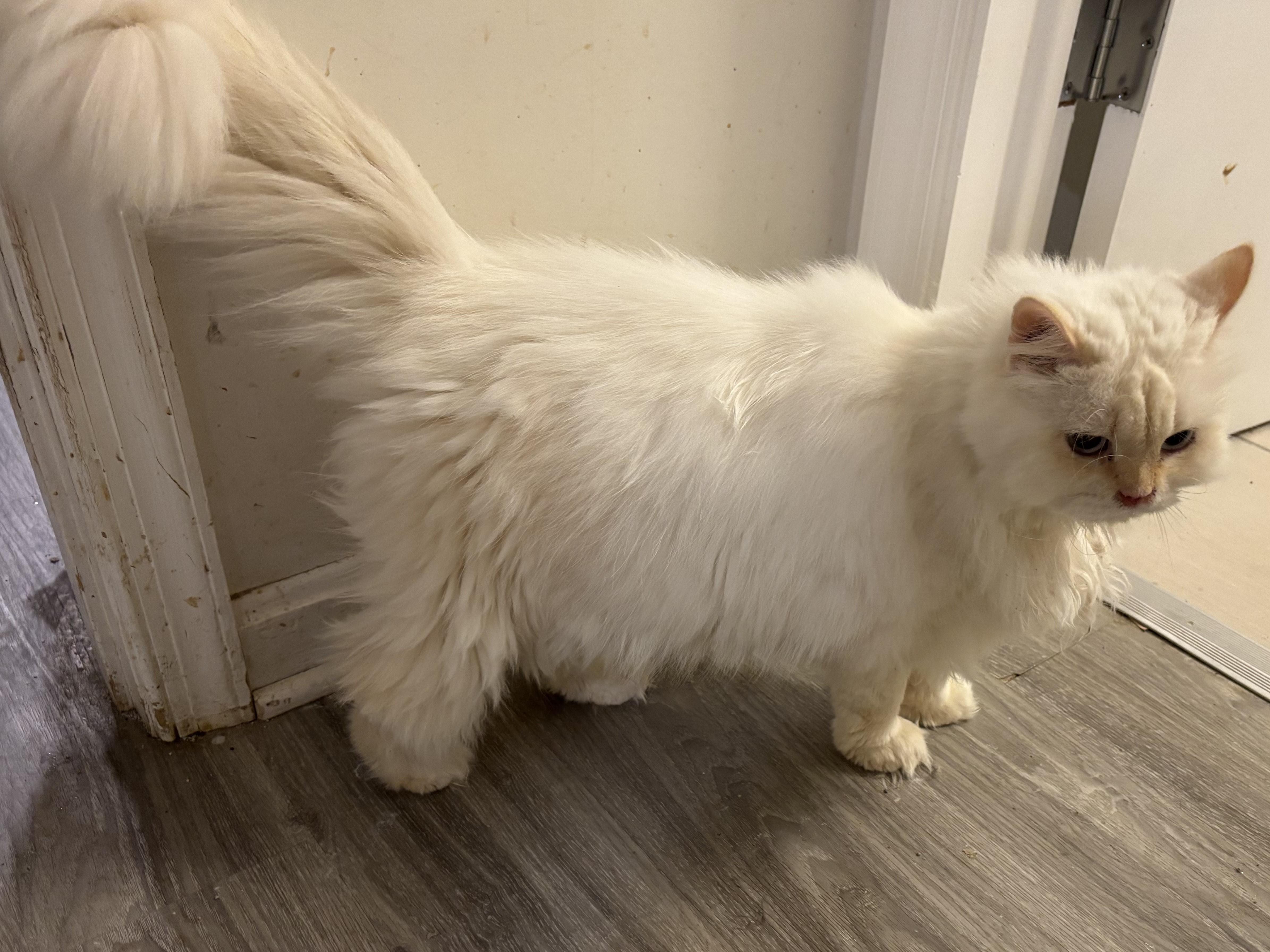 Kerry (Persian with blue eyes), a ADOPTABLE Persian in Fairfax, VA image 3/4