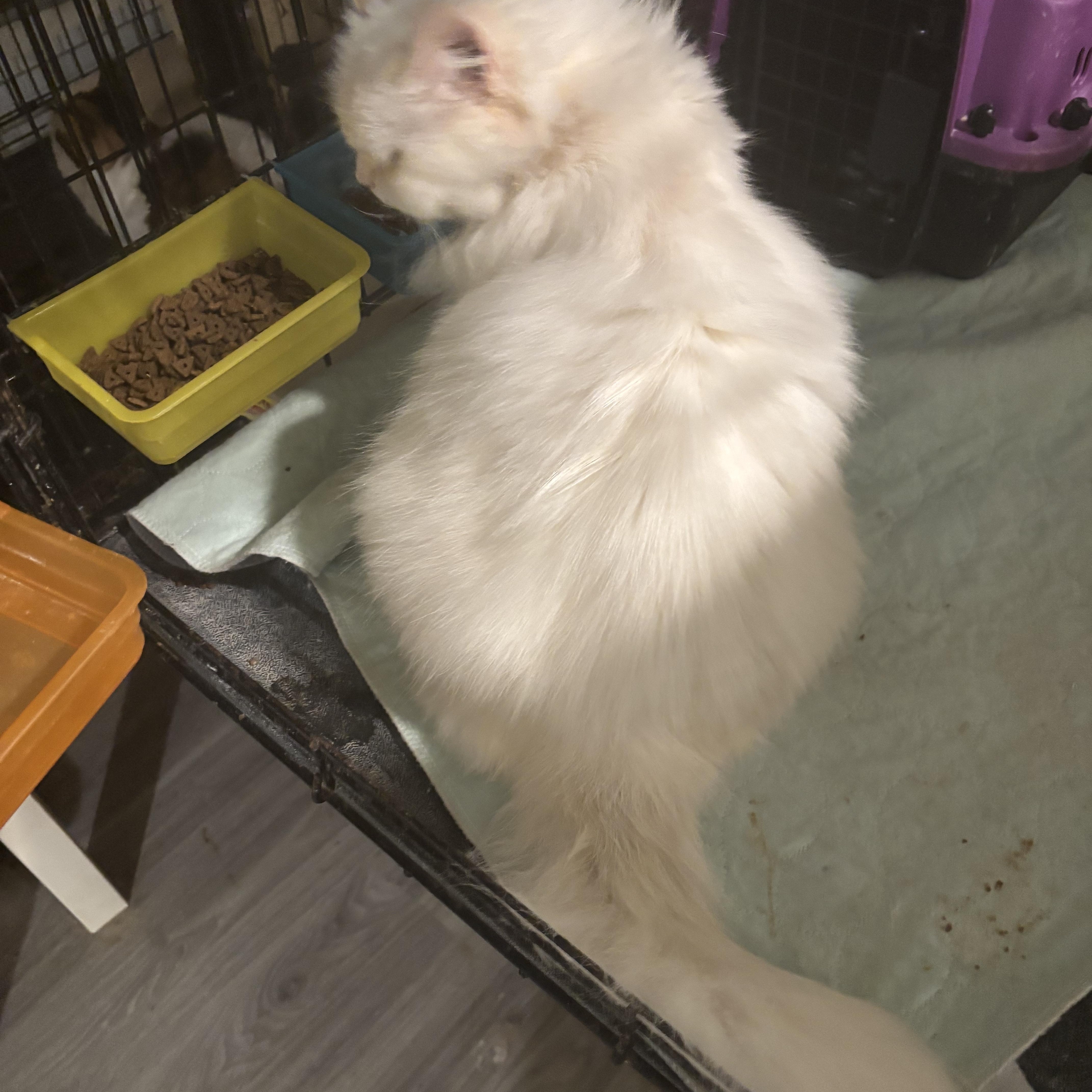 Kerry (Persian with blue eyes), a ADOPTABLE Persian in Fairfax, VA image 4/4