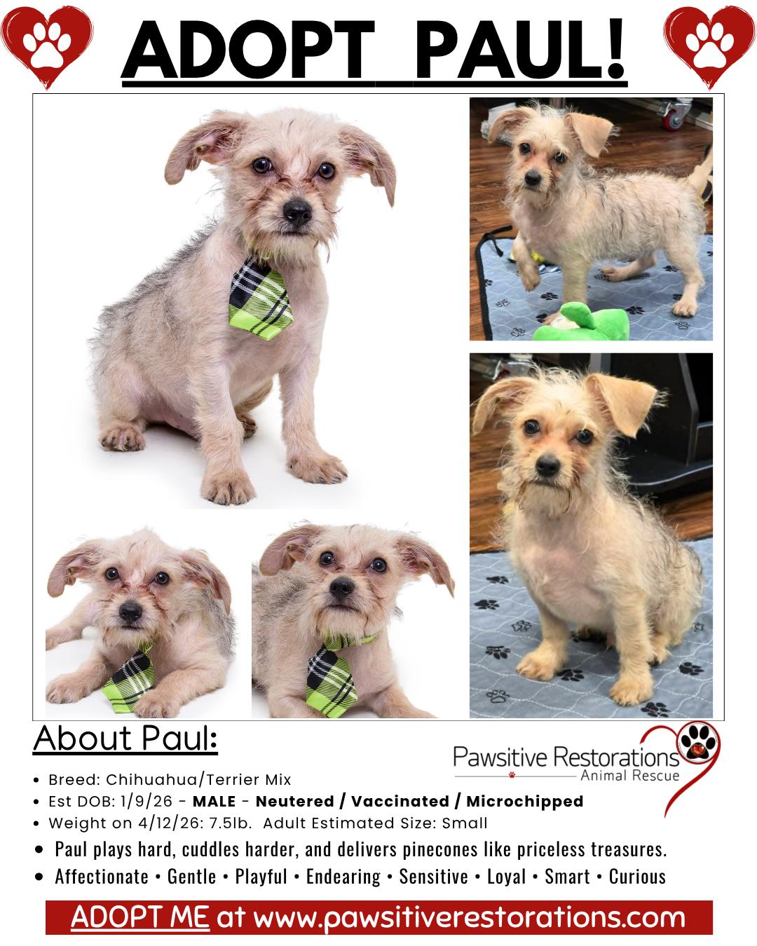 PAUL, a ADOPTABLE mixed breed in Aurora, CO image 3/4