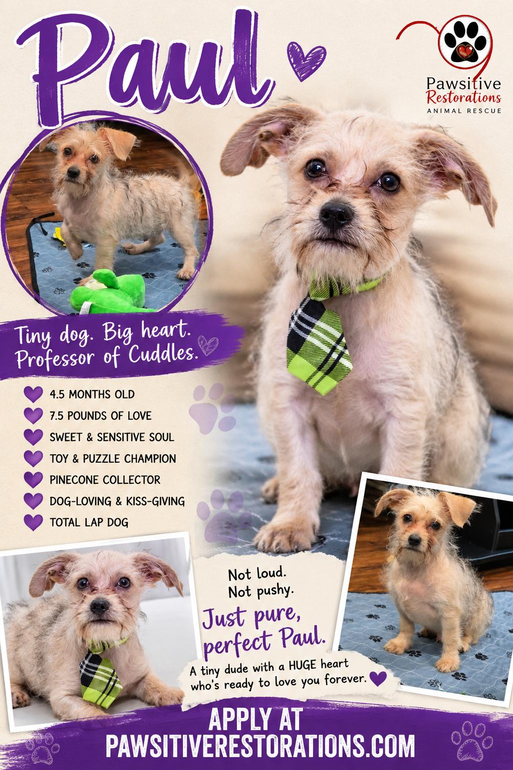 PAUL, a ADOPTABLE mixed breed in Aurora, CO image 2/4