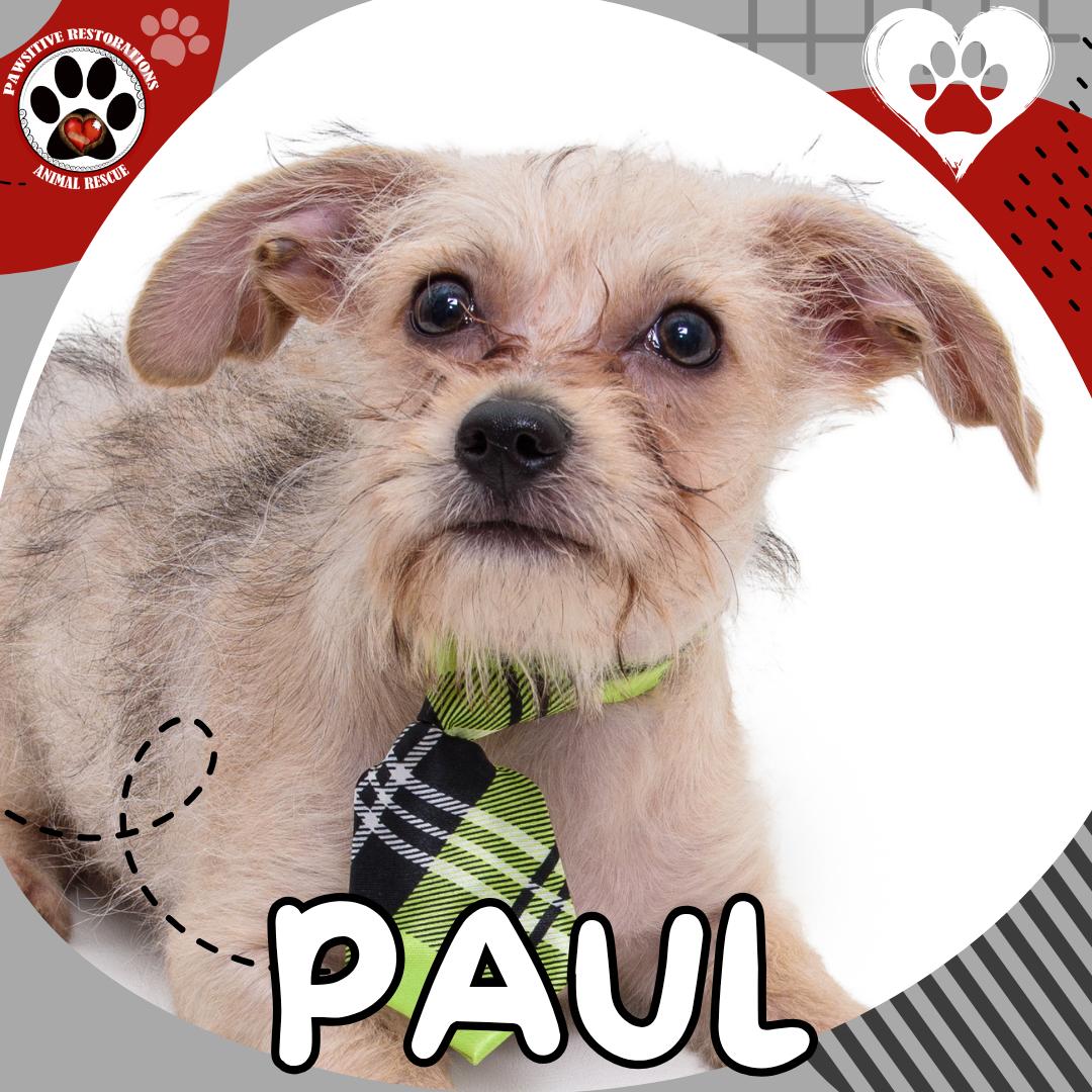 PAUL, ADOPTABLE, Puppy Male Chihuahua & Yorkshire Terrier.