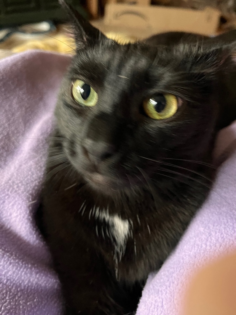 Connie Morgan, Adoptable, Adult Female Domestic Short Hair.