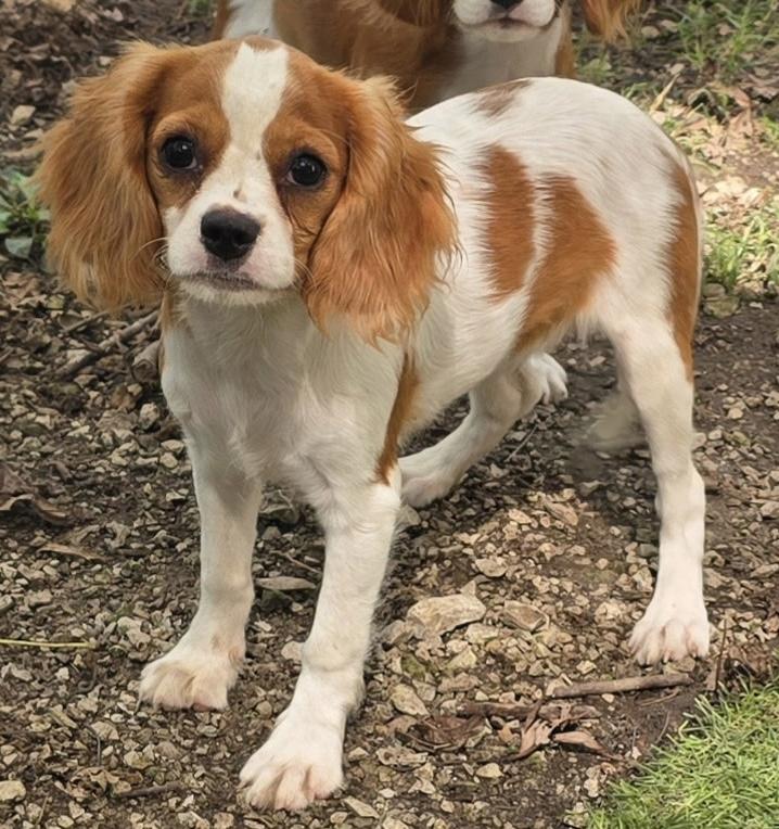 Charlotte, Adoptable, Puppy Female Cavalier King Charles Spaniel.