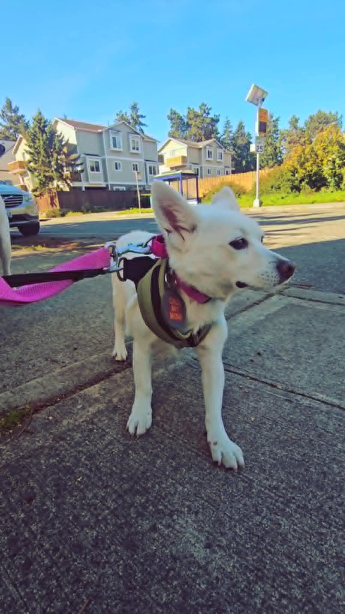 Coco, Adopted, Adult Female Jindo & Spitz.