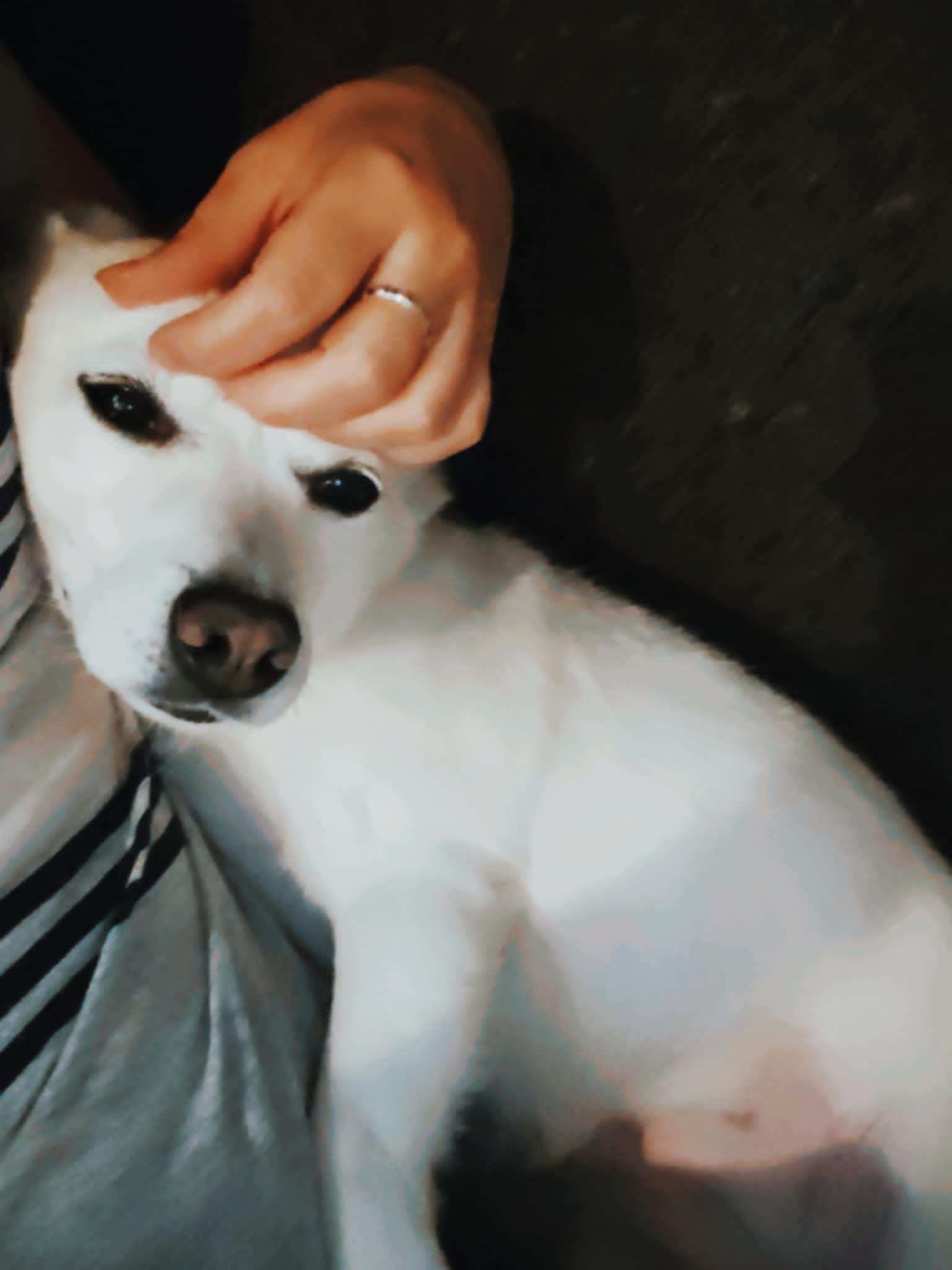 Enlarge Coco, a Adopted mixed breed in Puyallup, WA image 2/4