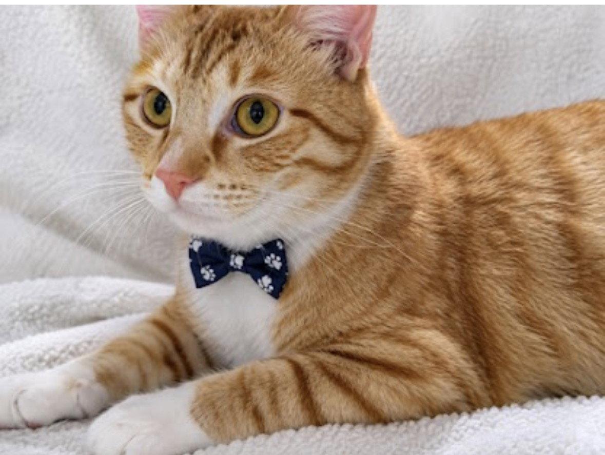 Nibbles, Adoptable, Young Male Tabby.