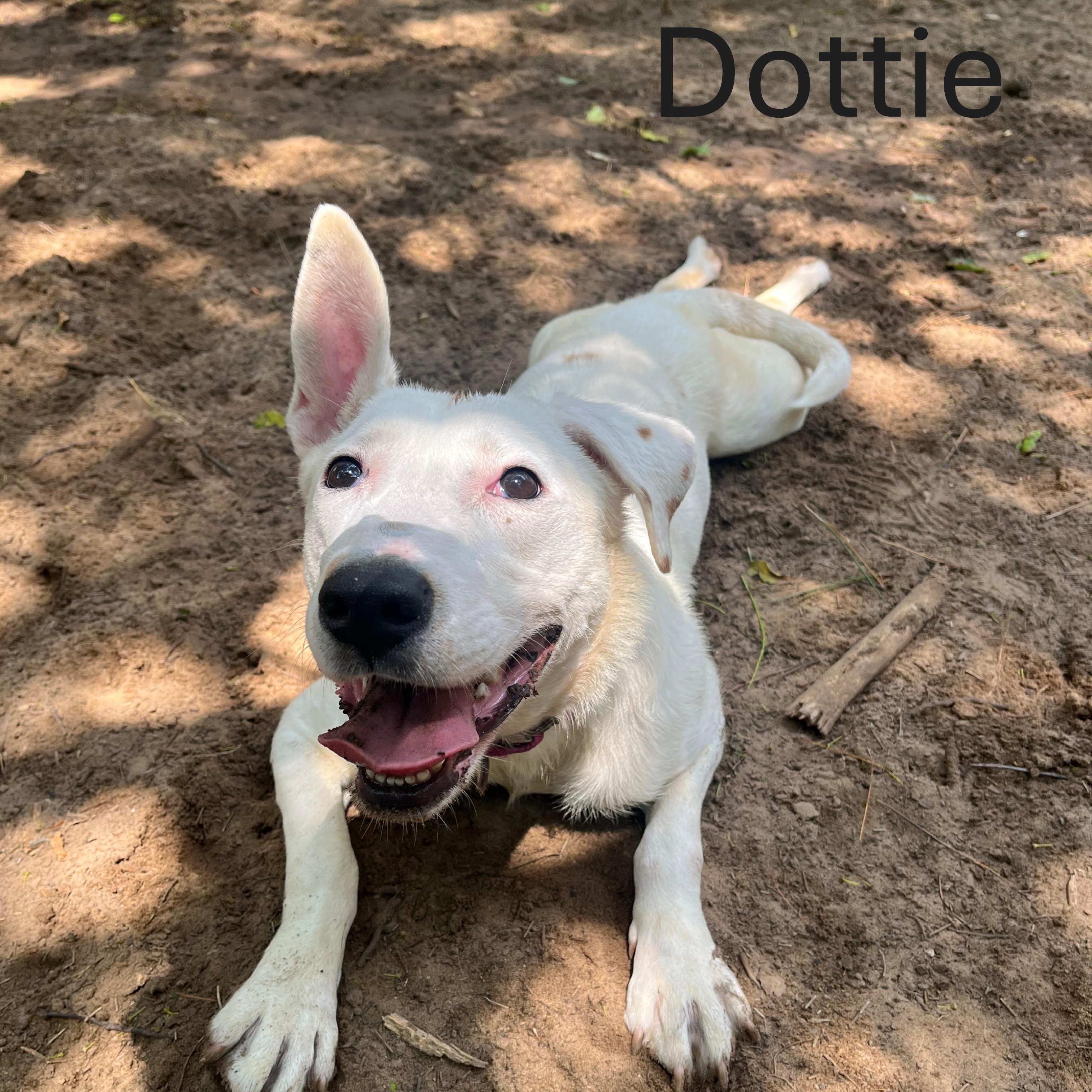 Dottie, Adoptable, Young Female Mixed Breed.