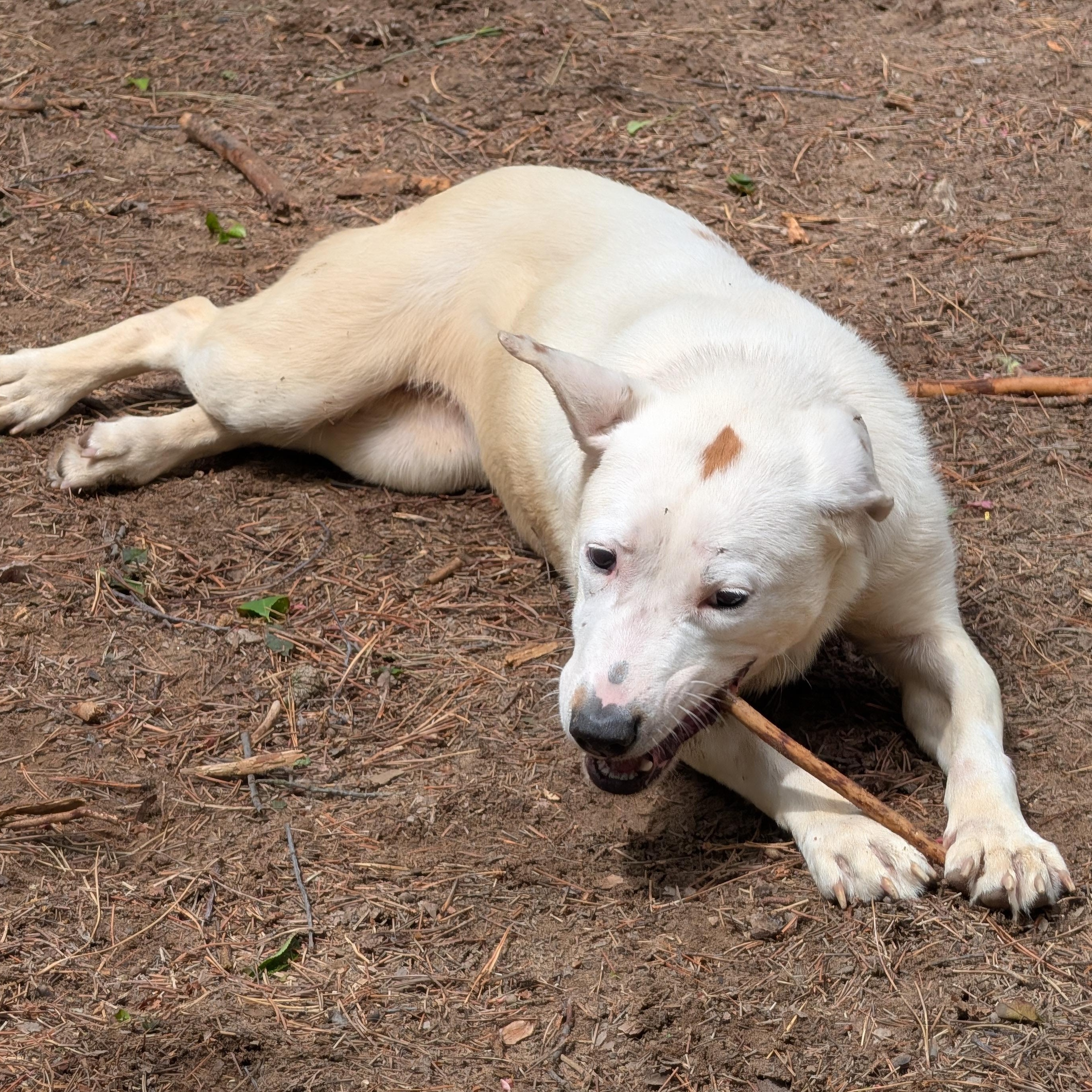 Enlarge Dottie, a Adoptable Mixed Breed in Manistique, MI image 2/2