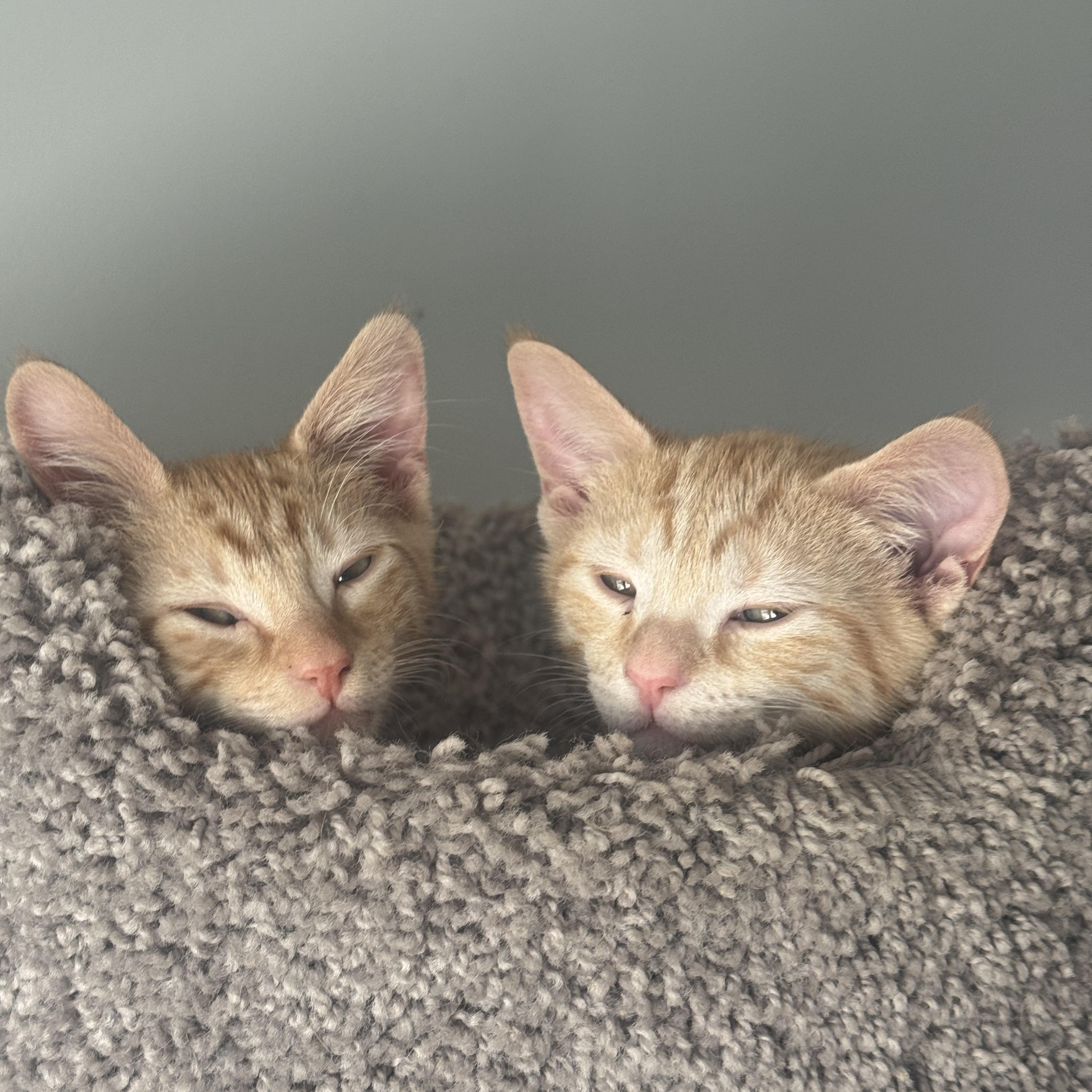 SIZZLE & GAUGE (MA), a Adoptable American Shorthair in Southbridge , MA image 2/6