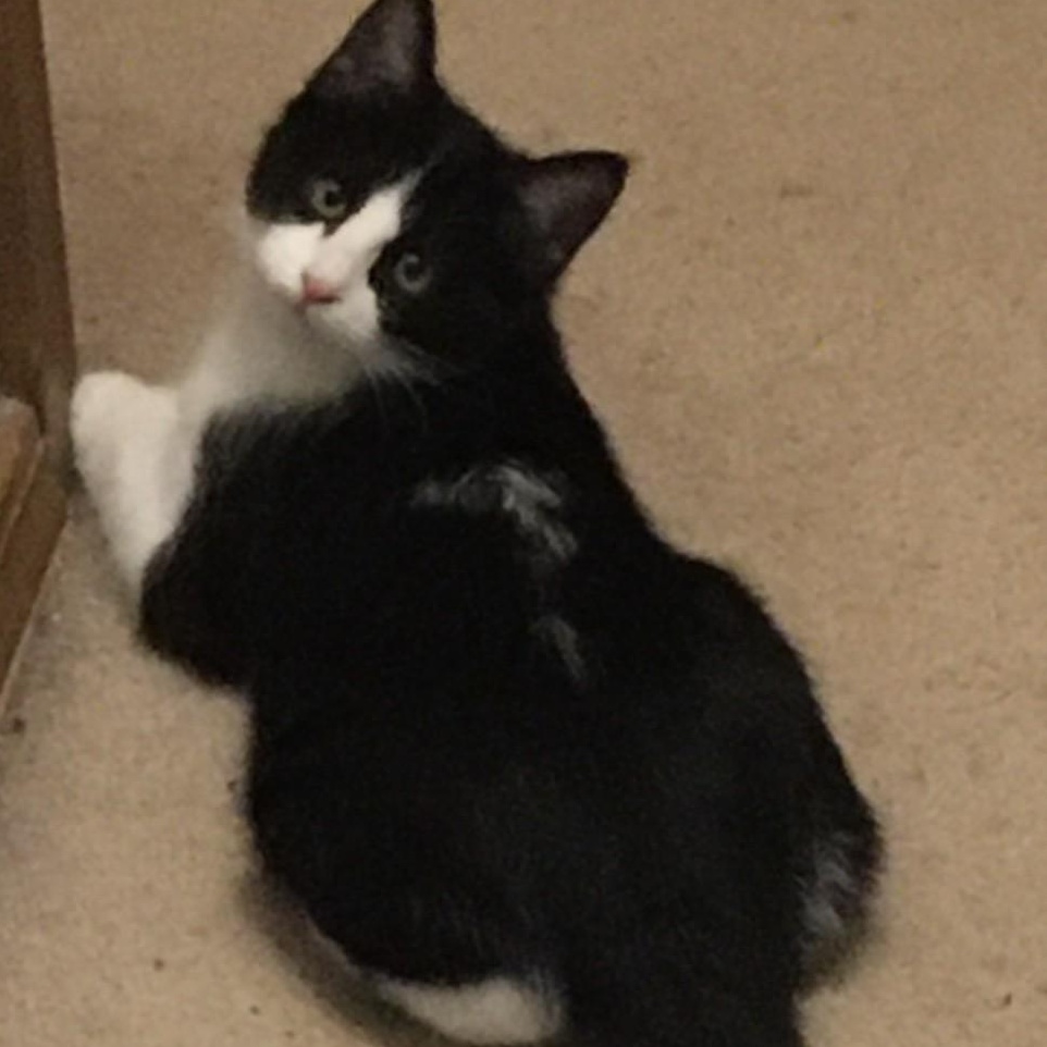 Enlarge Boogie Shoes, a ADOPTABLE mixed breed in Anchorage, AK image 3/5