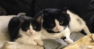 Enlarge Boogie Shoes, a ADOPTABLE mixed breed in Anchorage, AK image 4/5