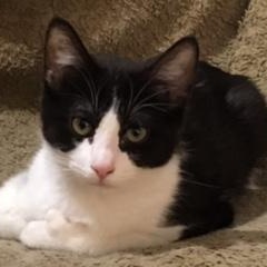 Enlarge Boogie Shoes, a ADOPTABLE mixed breed in Anchorage, AK image 1/5