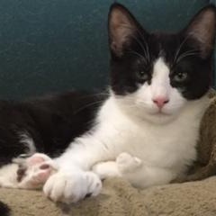 Enlarge Boogie Shoes, a ADOPTABLE mixed breed in Anchorage, AK image 2/5