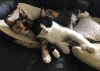 Enlarge Boogie Shoes, a ADOPTABLE mixed breed in Anchorage, AK image 5/5