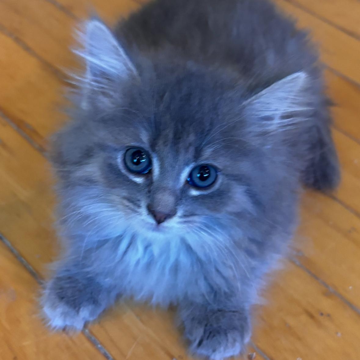 Enlarge Nala, a ADOPTABLE Domestic Medium Hair in Shelby Township, MI image 1/1