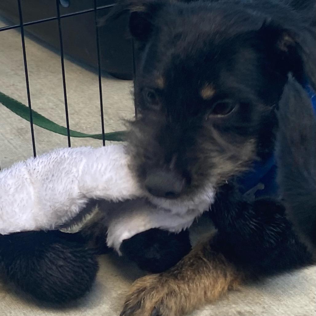 Enlarge Spikey Shark, a Adoptable mixed breed in Long Beach, CA image 1/3