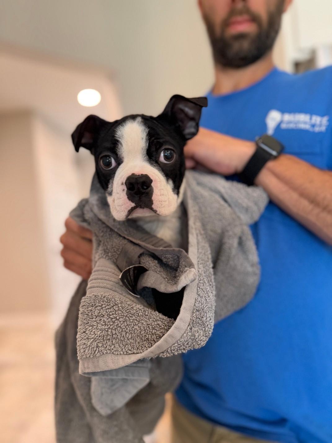 Enlarge Cowboy, a ADOPTABLE Boston Terrier in Waukesha, WI image 3/4