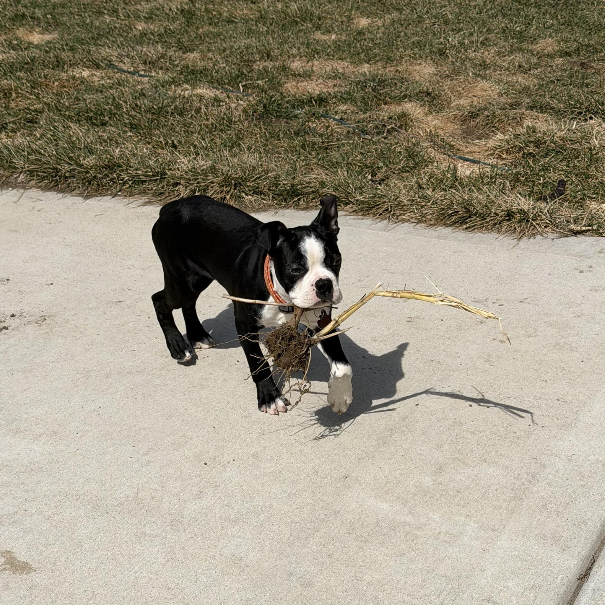 Enlarge Cowboy, a ADOPTABLE Boston Terrier in Waukesha, WI image 1/4