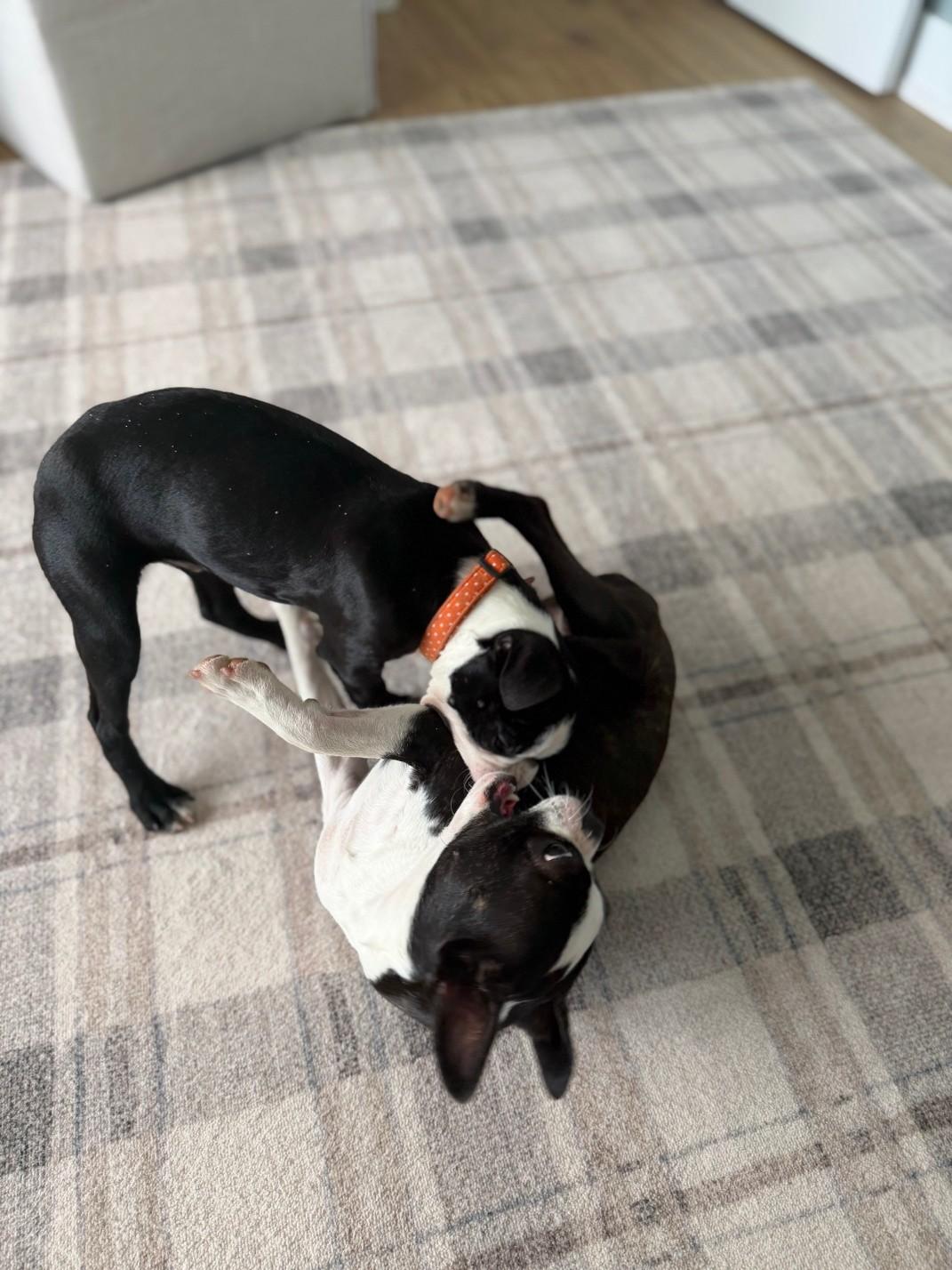 Enlarge Cowboy, a ADOPTABLE Boston Terrier in Waukesha, WI image 4/4