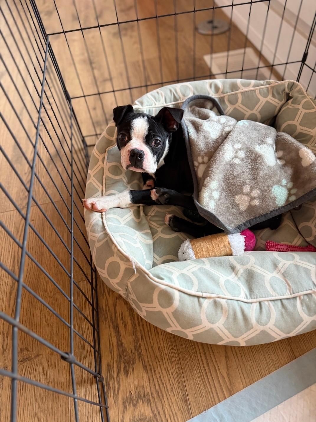 Enlarge Cowboy, a ADOPTABLE Boston Terrier in Waukesha, WI image 2/4