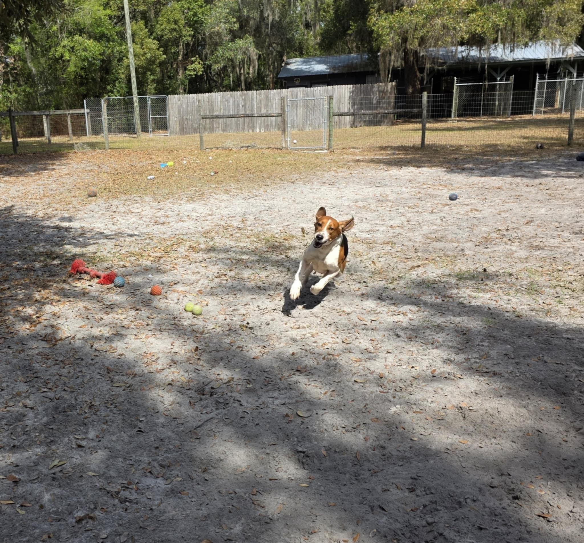Enlarge Dewey, a ADOPTABLE Treeing Walker Coonhound in Umatilla, FL image 2/3