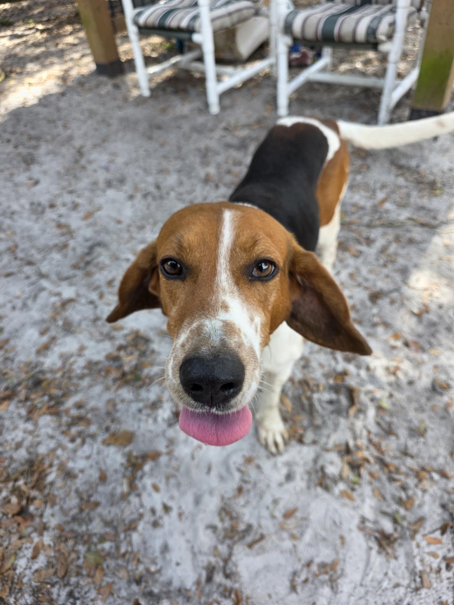 Enlarge Dewey, a ADOPTABLE Treeing Walker Coonhound in Umatilla, FL image 3/3