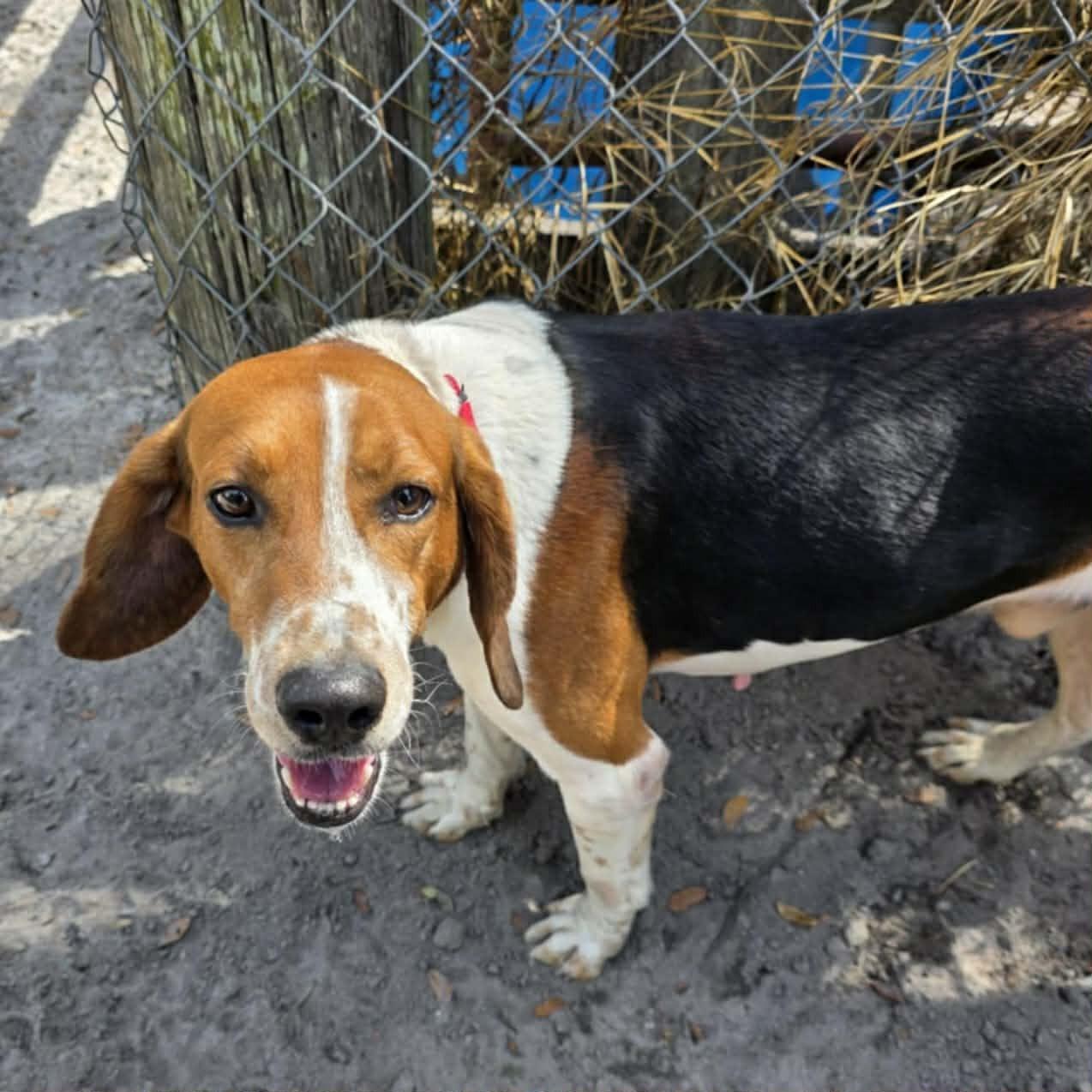 Dewey, ADOPTABLE, Adult Male Treeing Walker Coonhound.