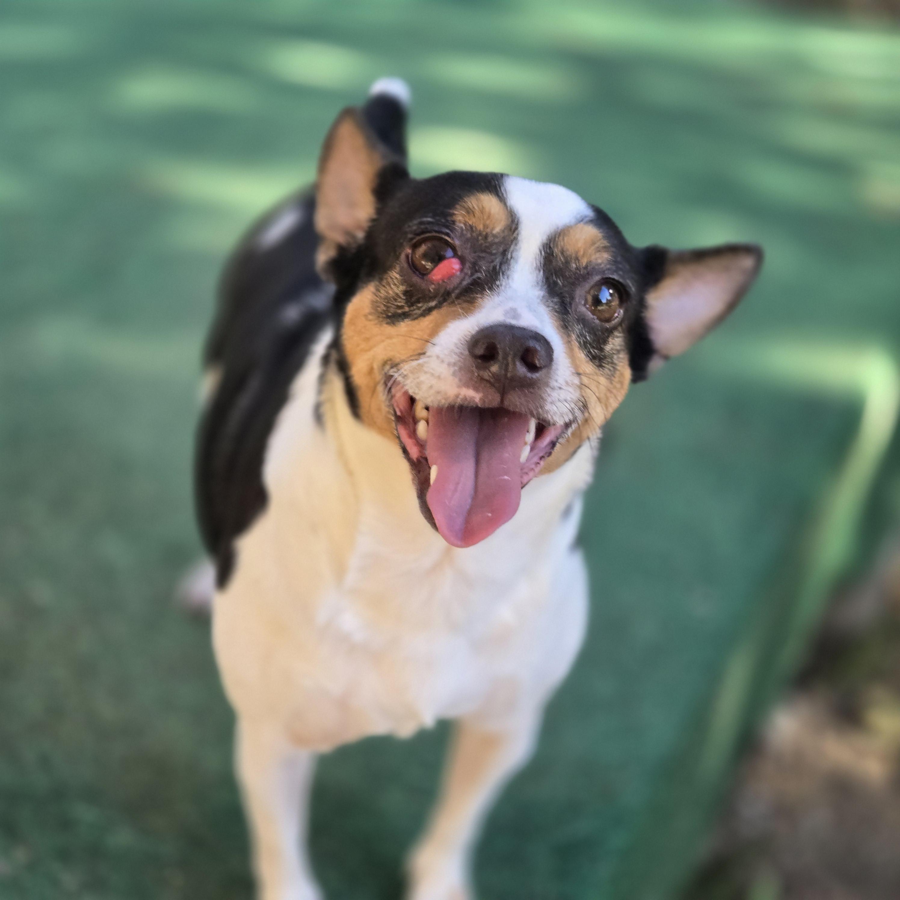 Enlarge Daphne, a ADOPTABLE Rat Terrier in Mansfield, TX image 1/1