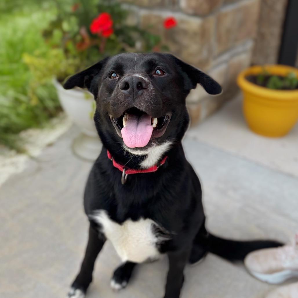 Jolene, Adoptable, Adult Female Mixed Breed.