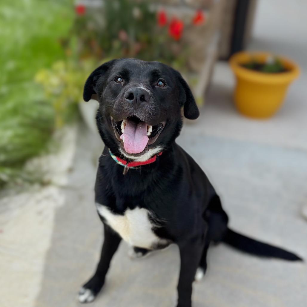 Enlarge Jolene, a Adoptable Mixed Breed in Nashville, IN image 2/3
