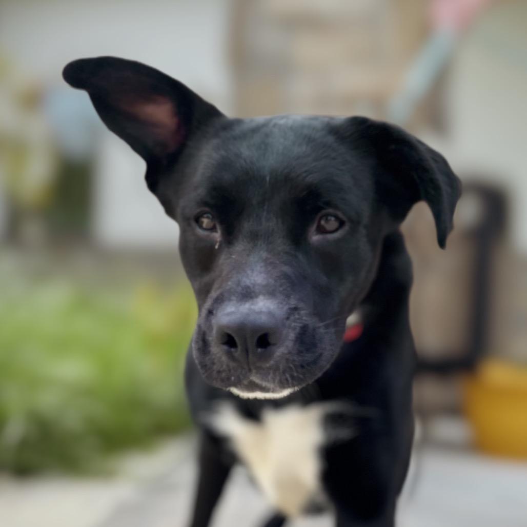 Enlarge Jolene, a Adoptable Mixed Breed in Nashville, IN image 3/3
