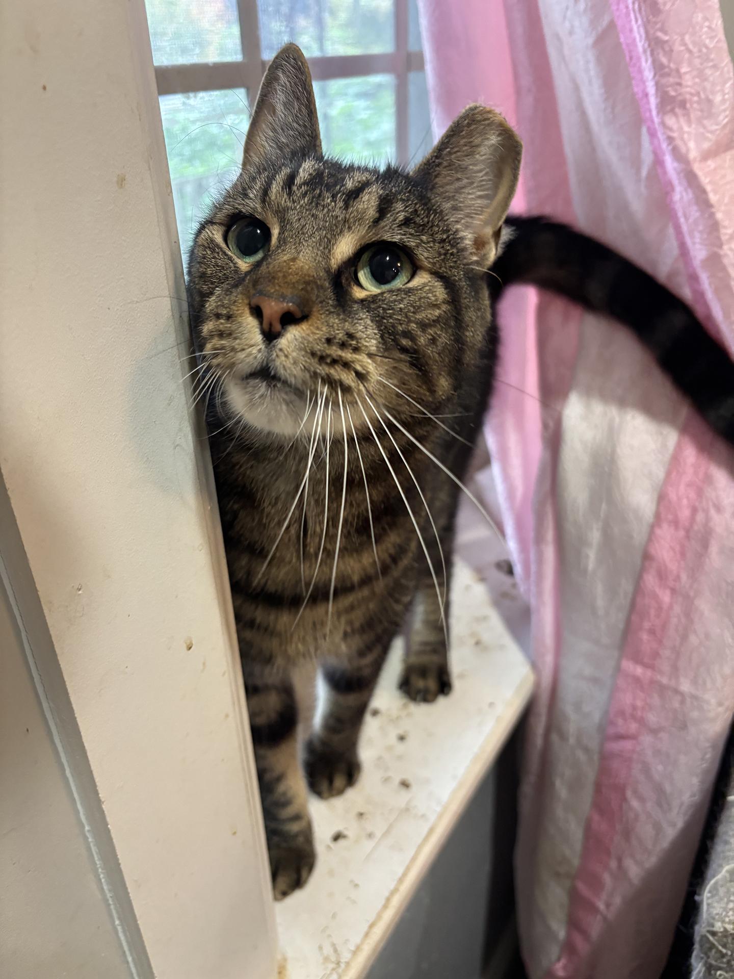 Sully Patton, a Adoptable Domestic Short Hair in Philadelphia, PA image 2/5