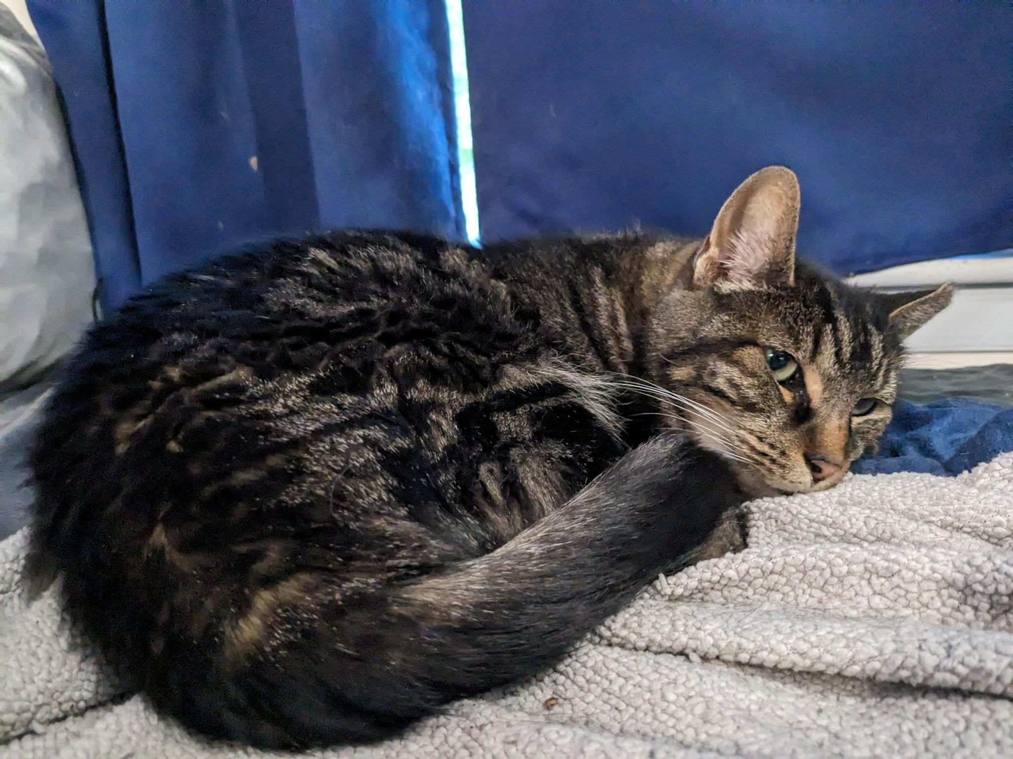 Sully Patton, Adoptable, Adult Male Domestic Short Hair.