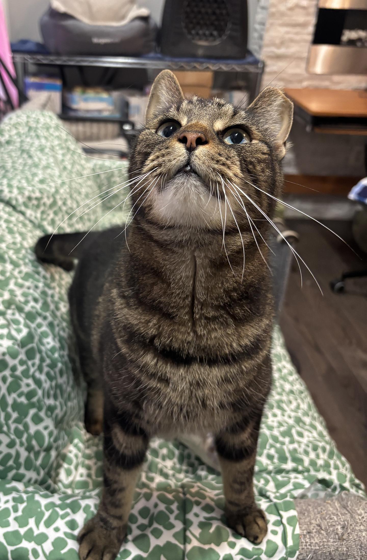 Sully Patton, a Adoptable Domestic Short Hair in Philadelphia, PA image 3/5