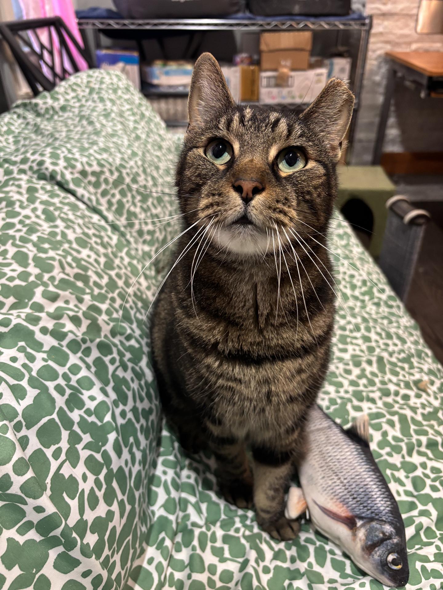 Sully Patton, Adoptable, Adult Male Domestic Short Hair.