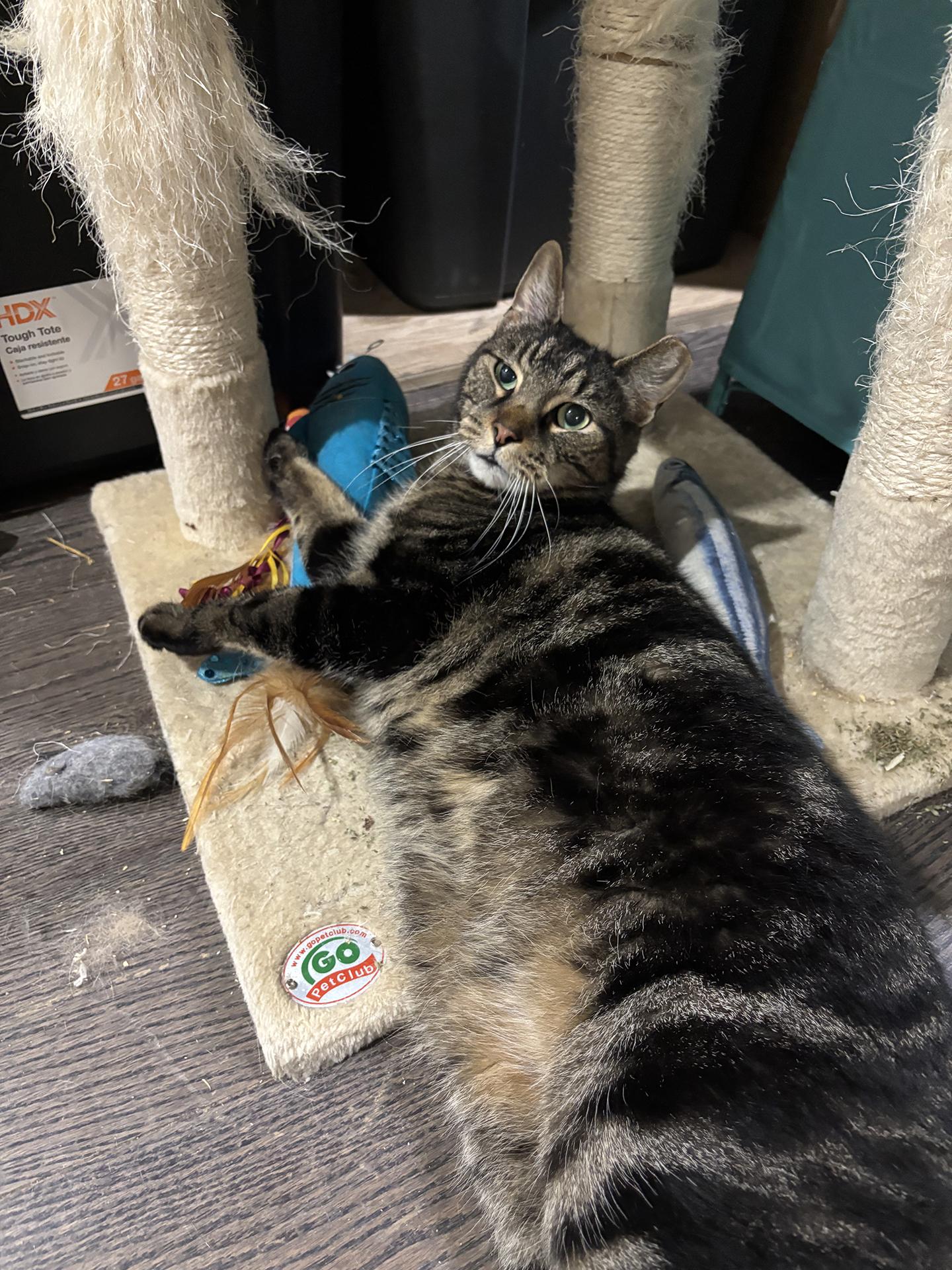 Sully Patton, a Adoptable Domestic Short Hair in Philadelphia, PA image 5/5