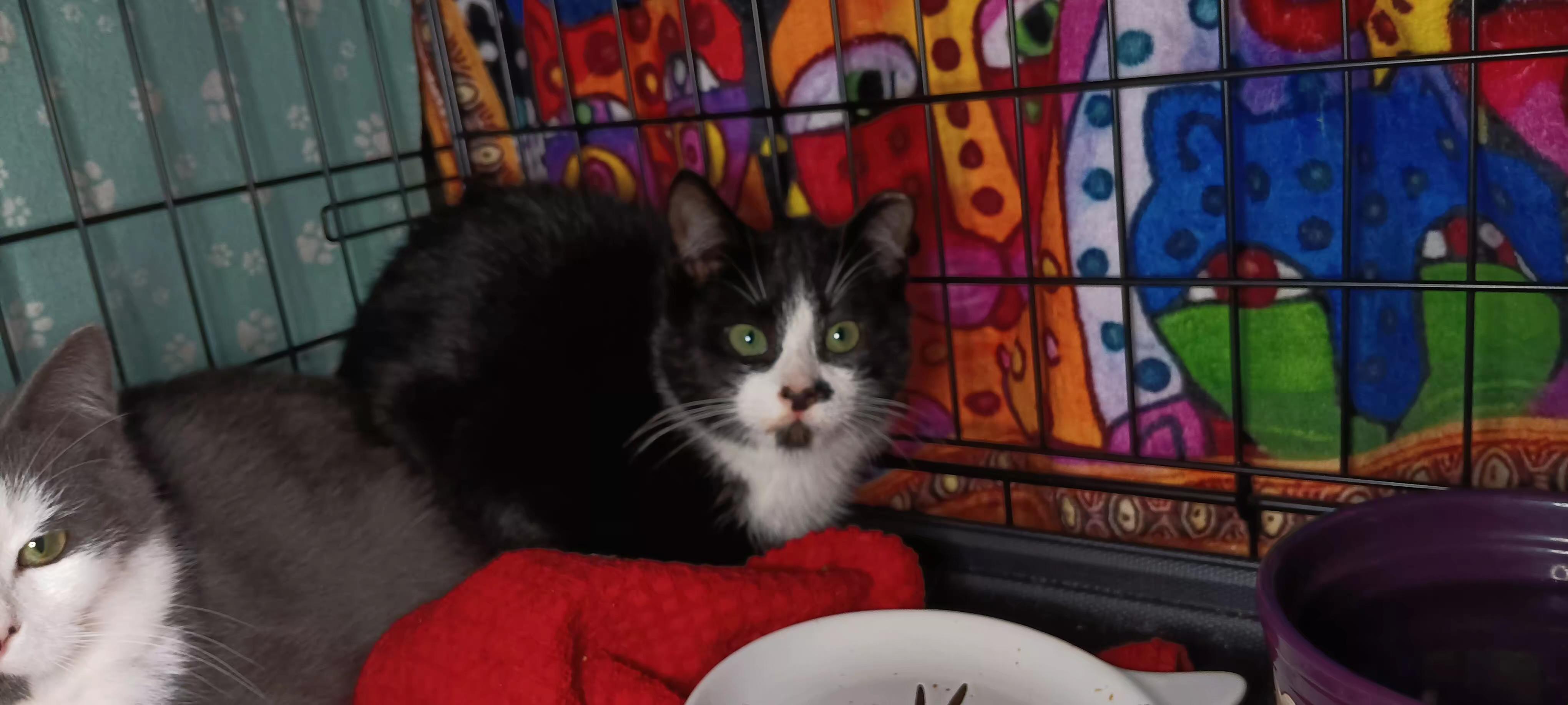 Enlarge Nutmeg, a ADOPTABLE Domestic Short Hair in Bethpage, NY image 1/2