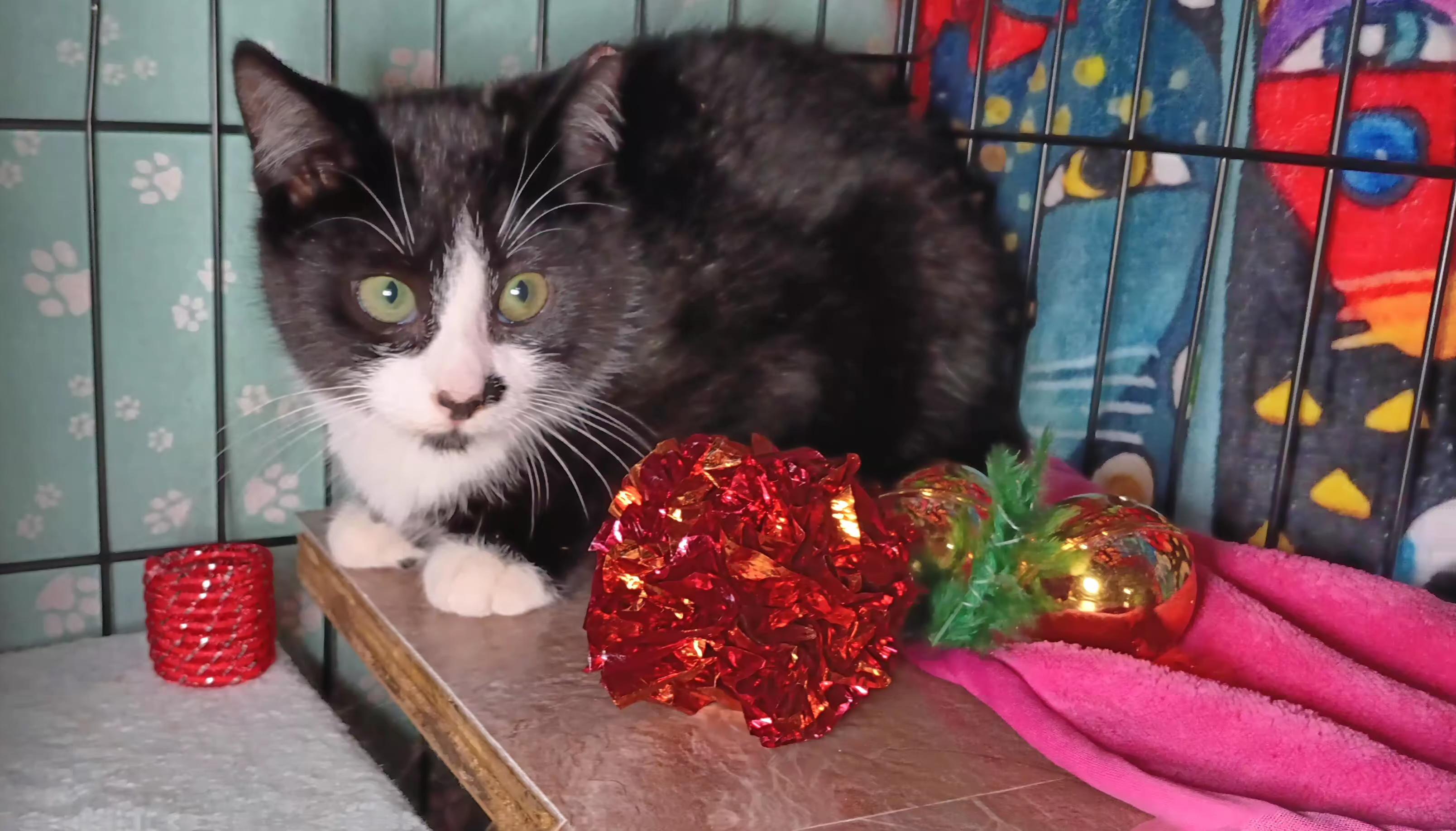 Enlarge Nutmeg, a ADOPTABLE Domestic Short Hair in Bethpage, NY image 2/2