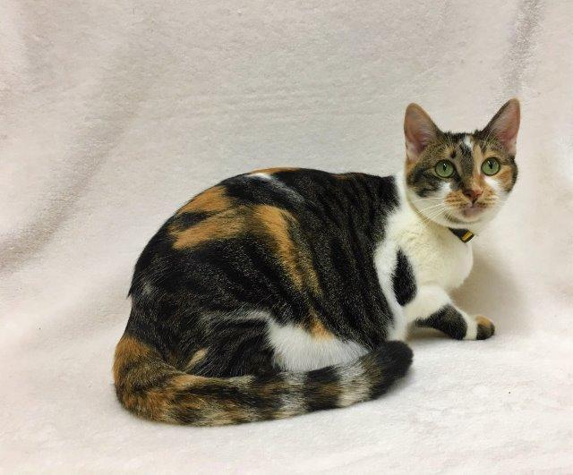 Enlarge Bunny aka Peaches, a Adoptable mixed breed in Peoria, AZ image 1/3