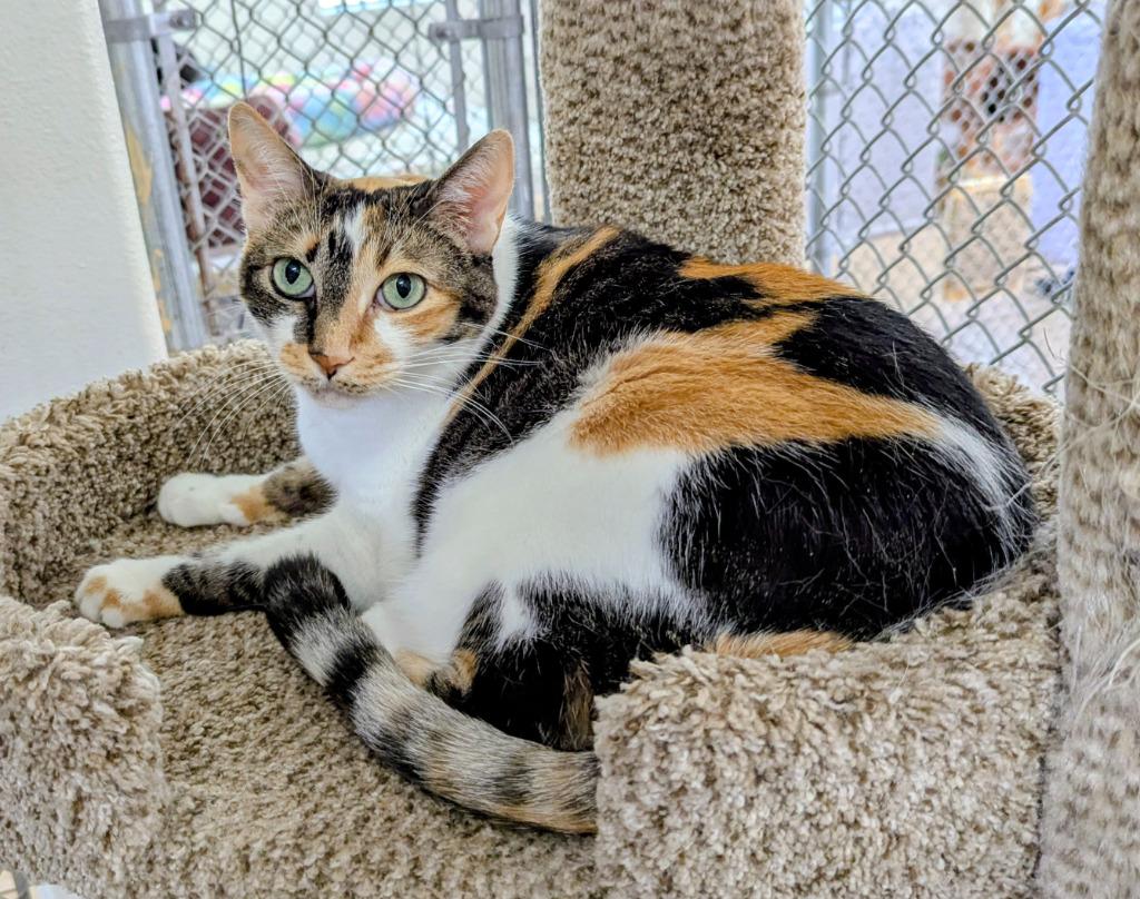 Enlarge Bunny aka Peaches, a Adoptable mixed breed in Peoria, AZ image 2/3
