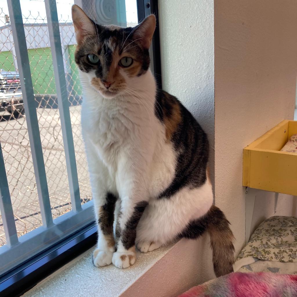 Enlarge Bunny aka Peaches, a Adoptable mixed breed in Peoria, AZ image 3/3