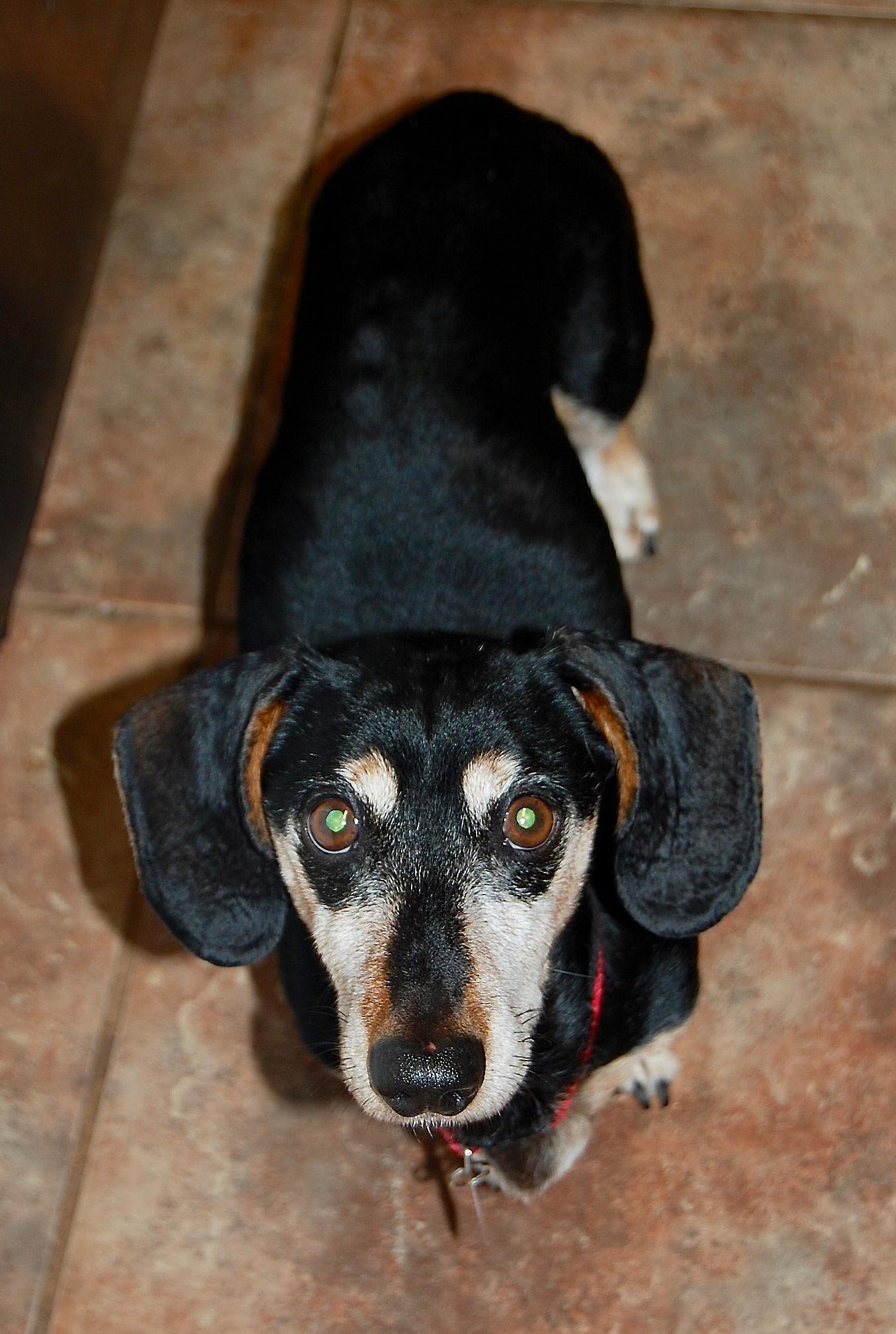Buster in TN, an adopted Dachshund in Murfreesboro, TN image 2/4
